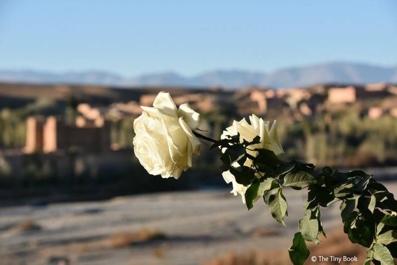 Valley of Roses, Morocco.