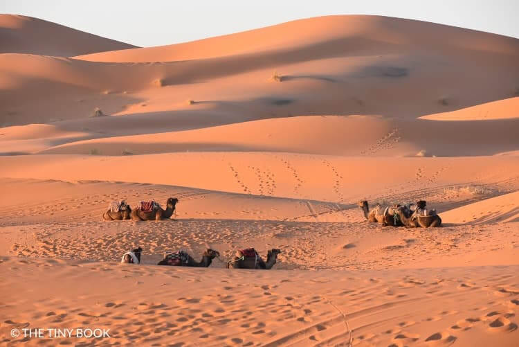 Sunrise desert Morocco.