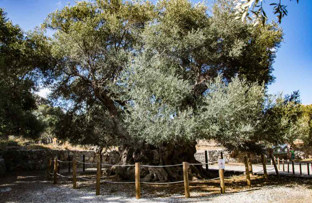 Ancient olive tree