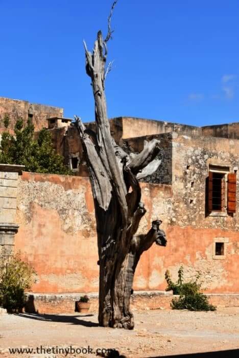 Tree with bullet in Moni Arkadi, Rethymno, Crete.