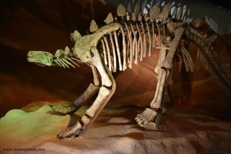 Dinosaur skeleton, Heraklion, Dinosauria Park