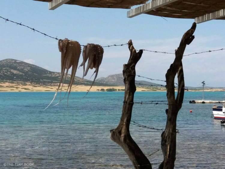 Octopus hanging on Agios Giorgos beach, Antiparos island. Greece