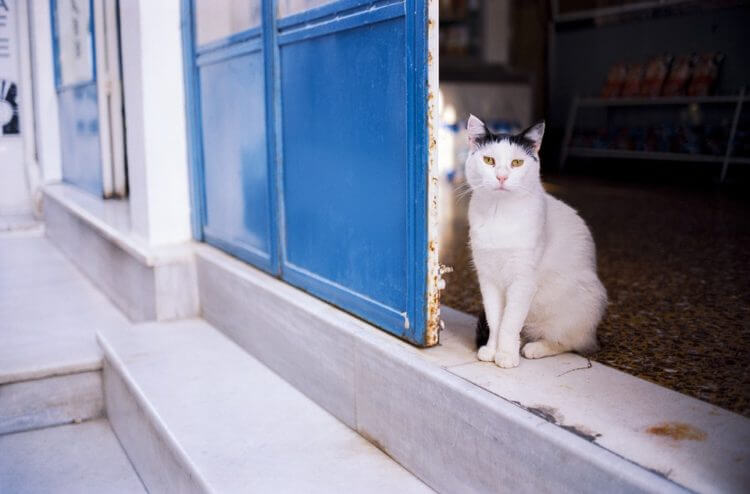 Cat in greece