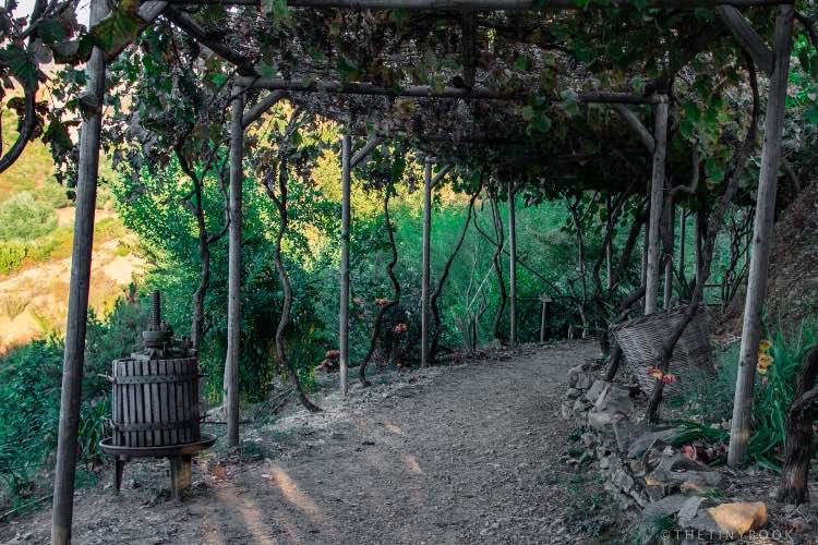 A Local's Guide to Visit the Botanical Park of Crete in Chania! 23 botanical park Crete botanical park Crete