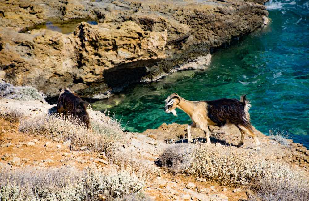 Goat by the sea, Crete