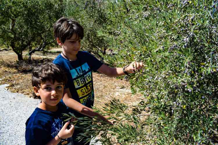 Kids picking olives