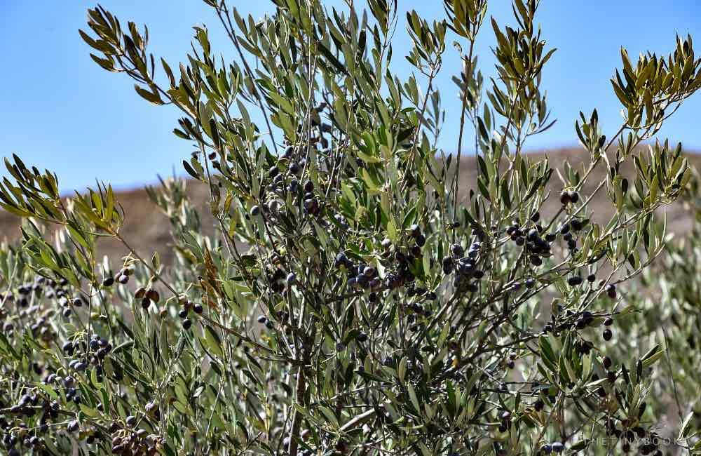 the best olive oil from crete