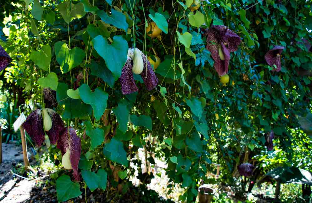 A Local's Guide to Visit the Botanical Park of Crete in Chania! 20 botanical park Crete botanical park Crete