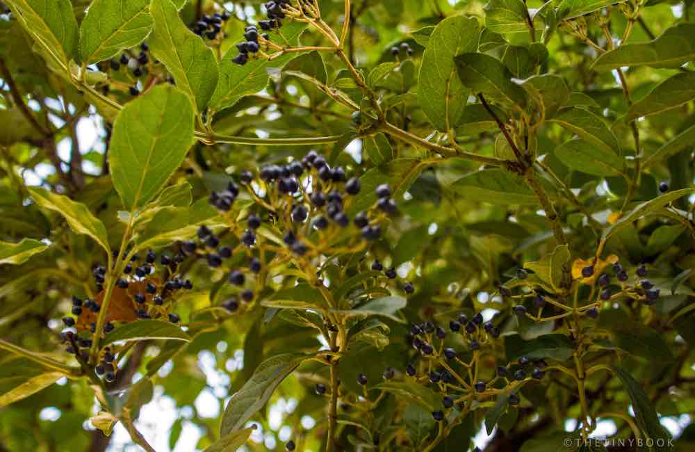 A Local's Guide to Visit the Botanical Park of Crete in Chania! 17 botanical park Crete botanical park Crete