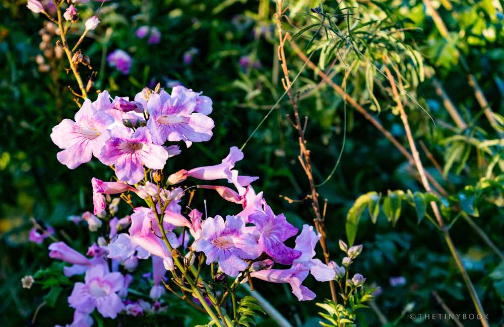 A Local's Guide to Visit the Botanical Park of Crete in Chania! 3 botanical park Crete botanical park Crete