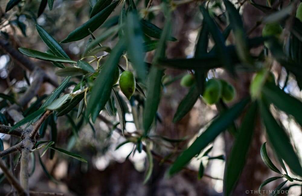 Olives on the tree