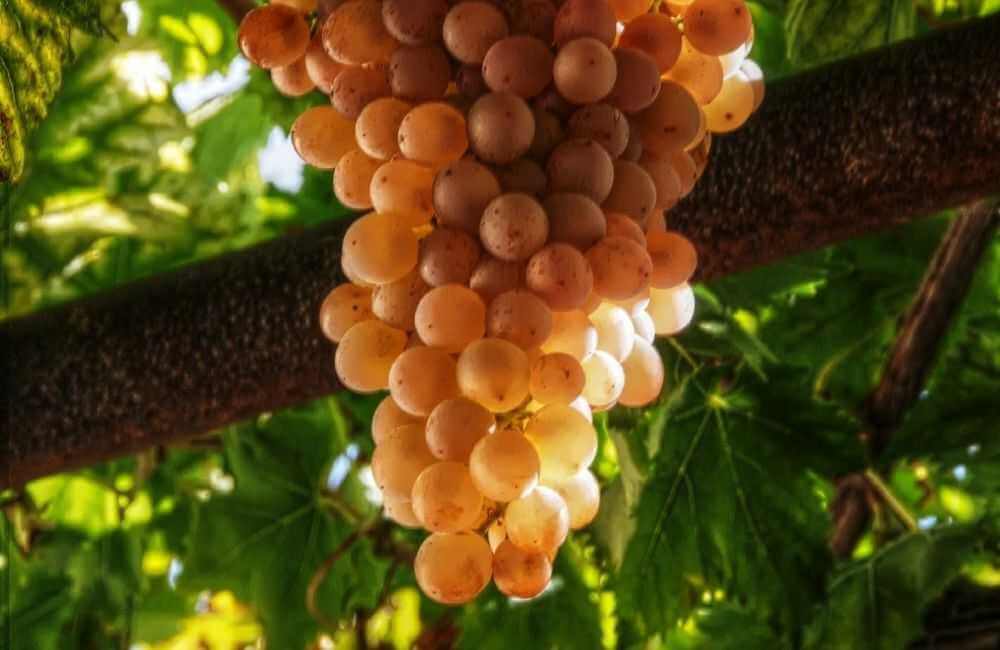 GREECE - CRETE - GRAPES - VILANA