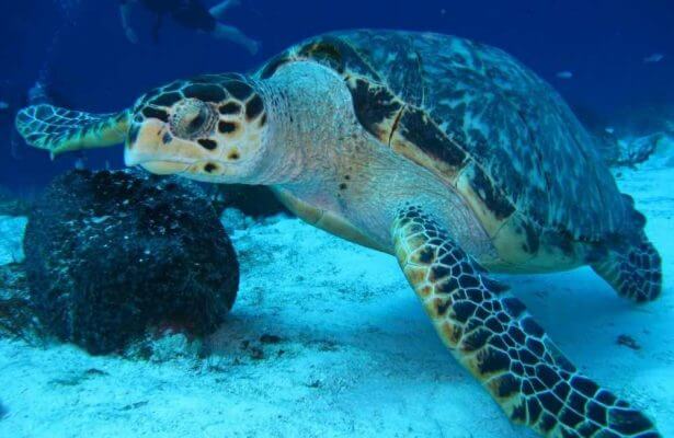 Want to discover the top spots for scuba diving in Crete? Read on!