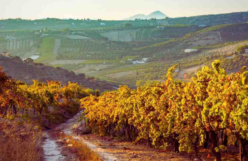 Vineyards Heraklion, Crete, Greece