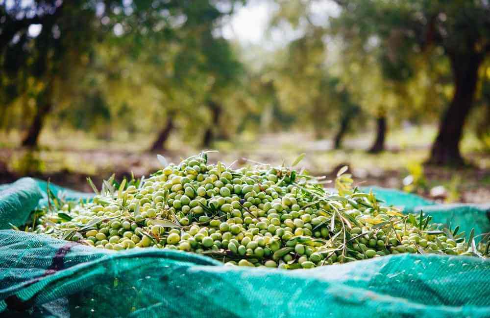 Harvesting Olives, Greece