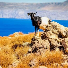 Sea landscape and goat, Crete