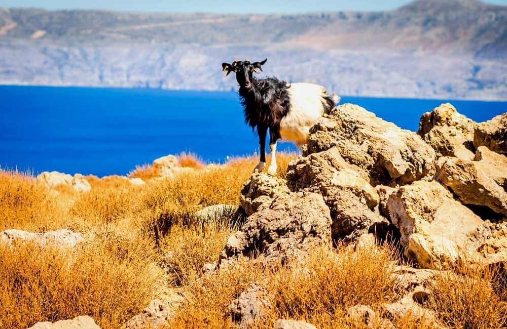 Sea landscape and goat, Crete