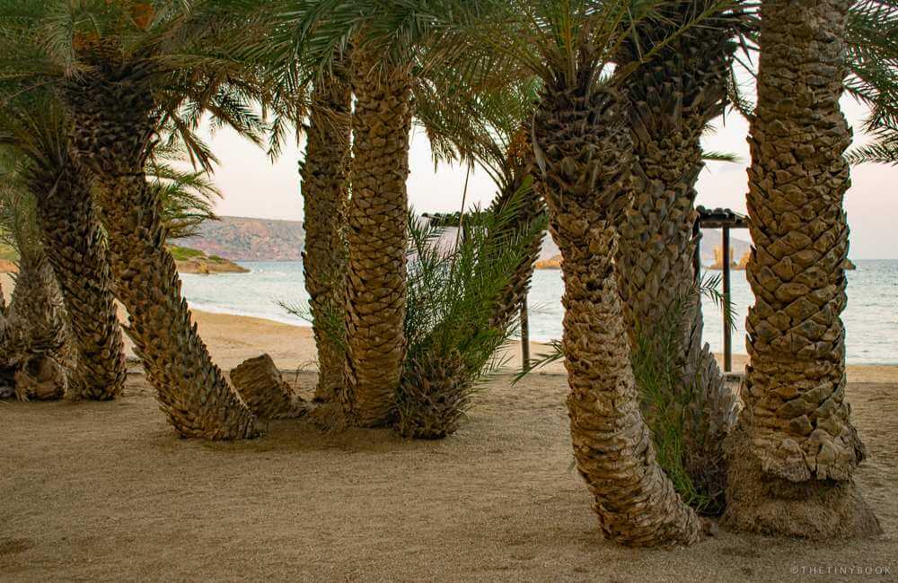 vai palm beach - crete island,  greece