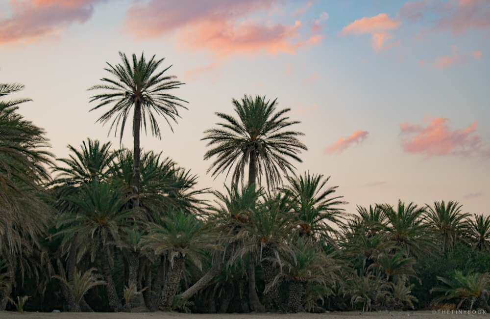 vai palm beach