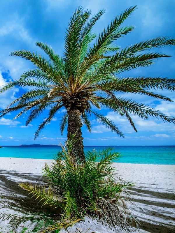Vai Palm Beach, Crete