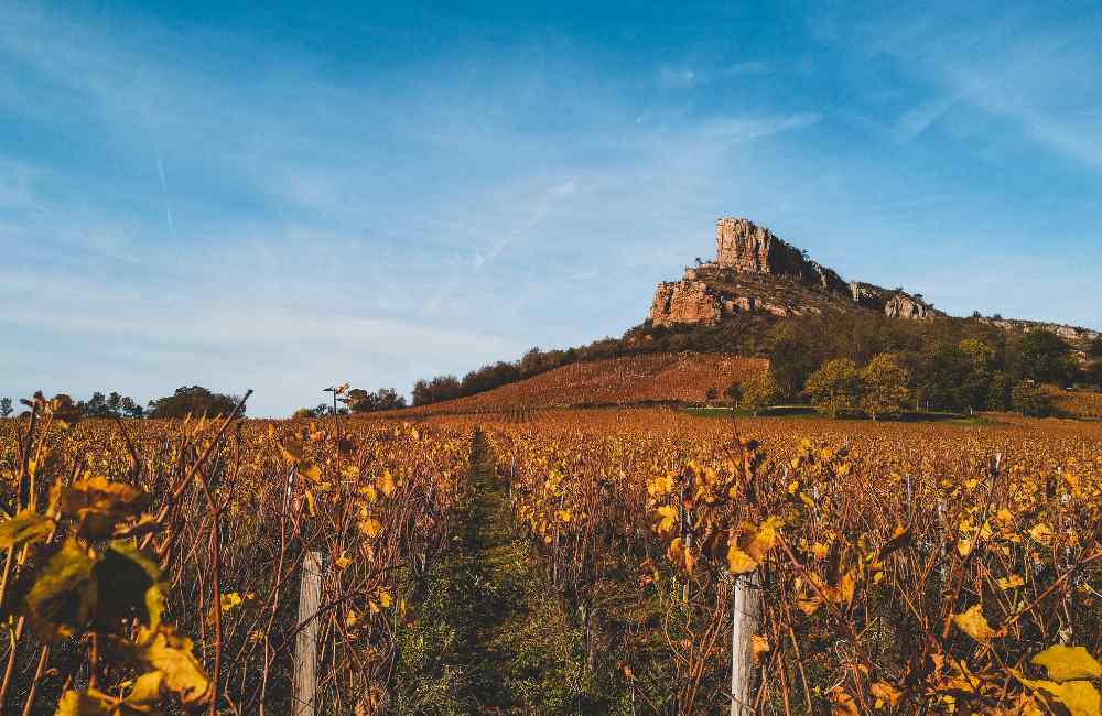 things to do in Dijon