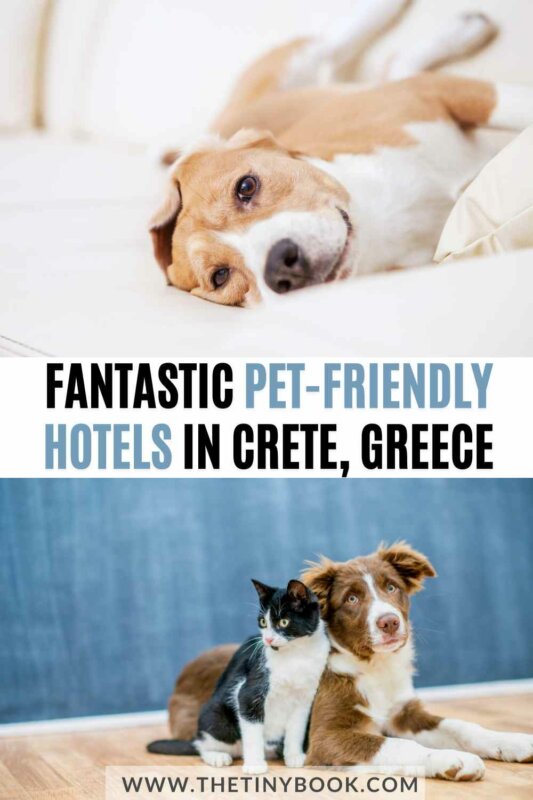 pet-friendly hotels in crete