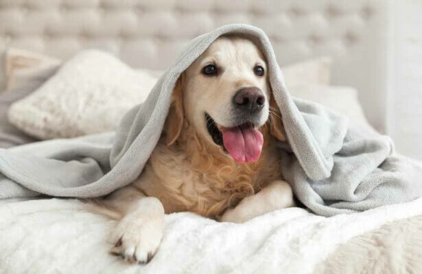 Pet-friendly hotels in Crete