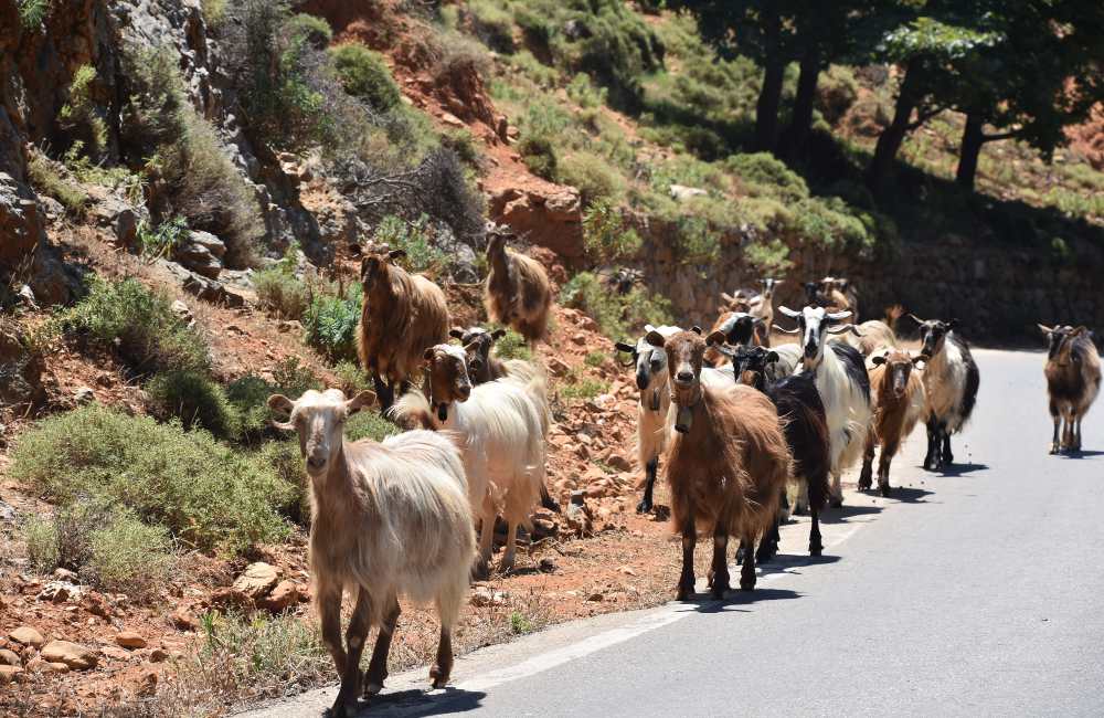 Therisos Gorge: Complete Guide by a Local (A Fantastic Day Trip From Chania!) 11 therisos gorge Therisos Gorge, Crete
