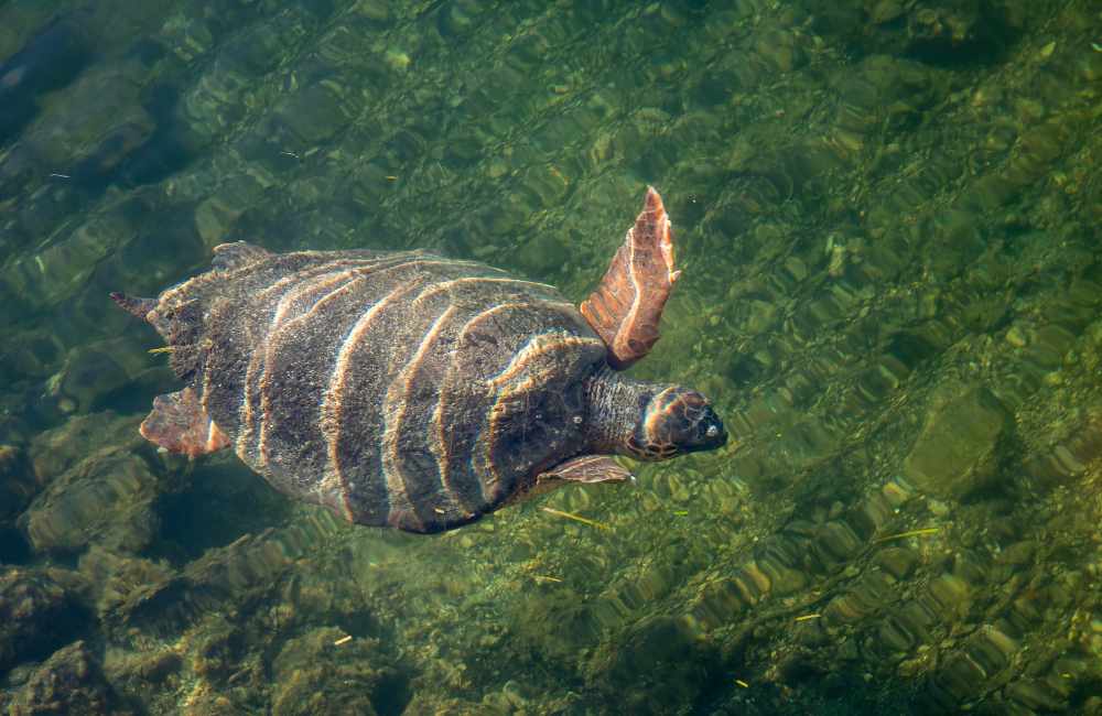 Fantastic Things to Do in Kefalonia with Kids for a Top Vacation in Greece! 14 kefalonia with kids kefalonia with kids