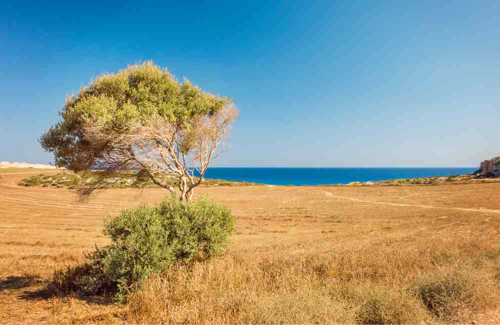 Secret Travel Tips to Cyprus That Nobody Tells You About! (+Places You Must See) 8 travel tips for Cyprus travel tips for Cyprus