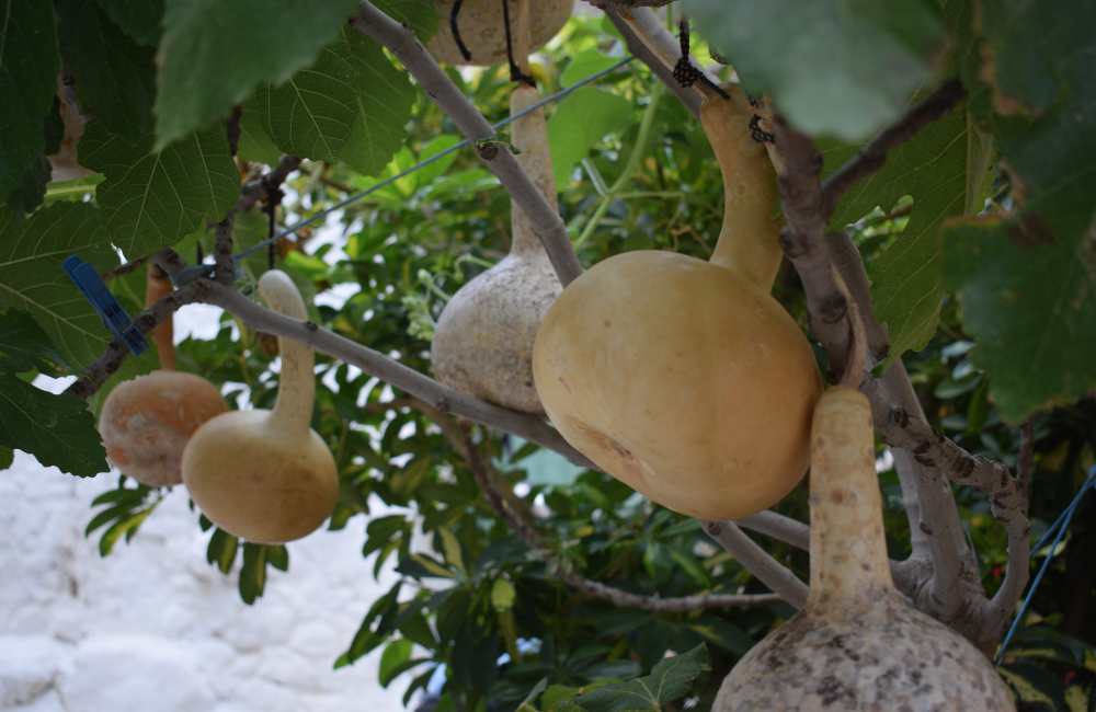 Kritsa, Crete: Complete Guide by a Local 15 kritsa crete kritsa crete