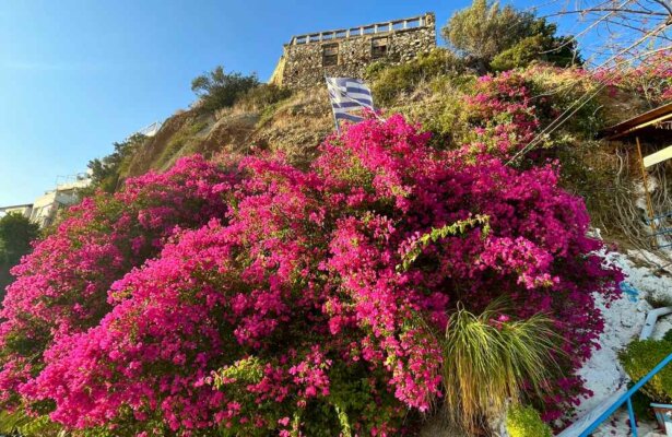 Agia Galini, bougainvillea in the village, Crete Island