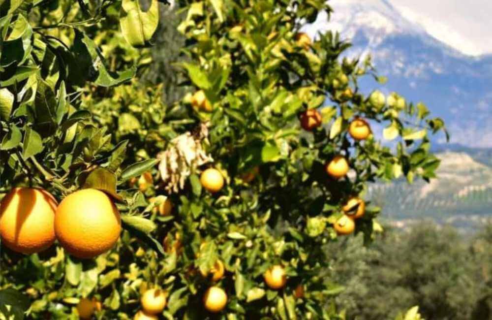 Everything You Need to Know About the Cretan Diet! 1 the cretan diet the cretan diet