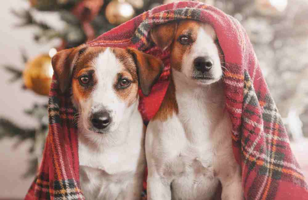 How to Throw a Stress-Free Christmas Eve for Two 12 Christmas Eve for Two Christmas Eve for Two