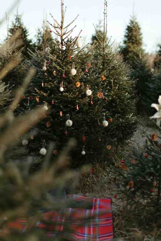 When to Put Up the Christmas Tree: Traditions from Around the World 2 when to put up the christmas tree when to put up the christmas tree